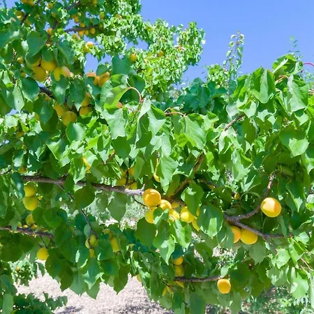 Anastasia's 펜션 *