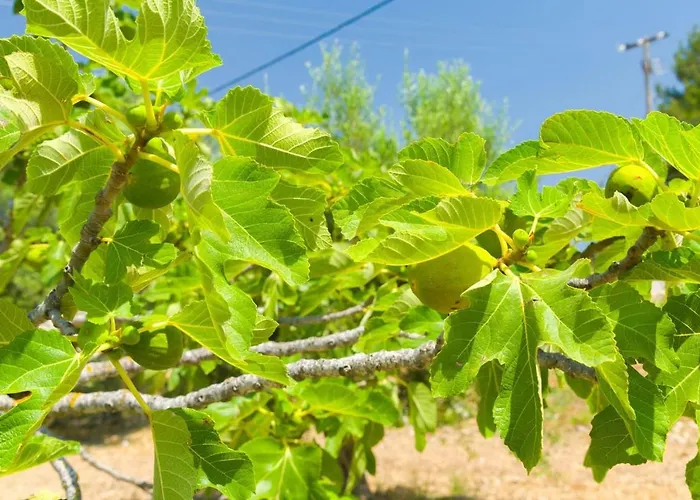 Anastasia's 펜션 Kardhakáta