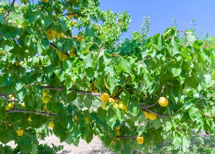 Anastasia's 펜션 *